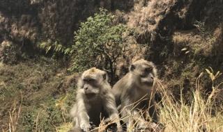 monkey的意思是什么 [English]BlackMonkey