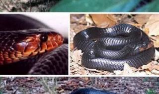 世界上最奇怪的4种蛇